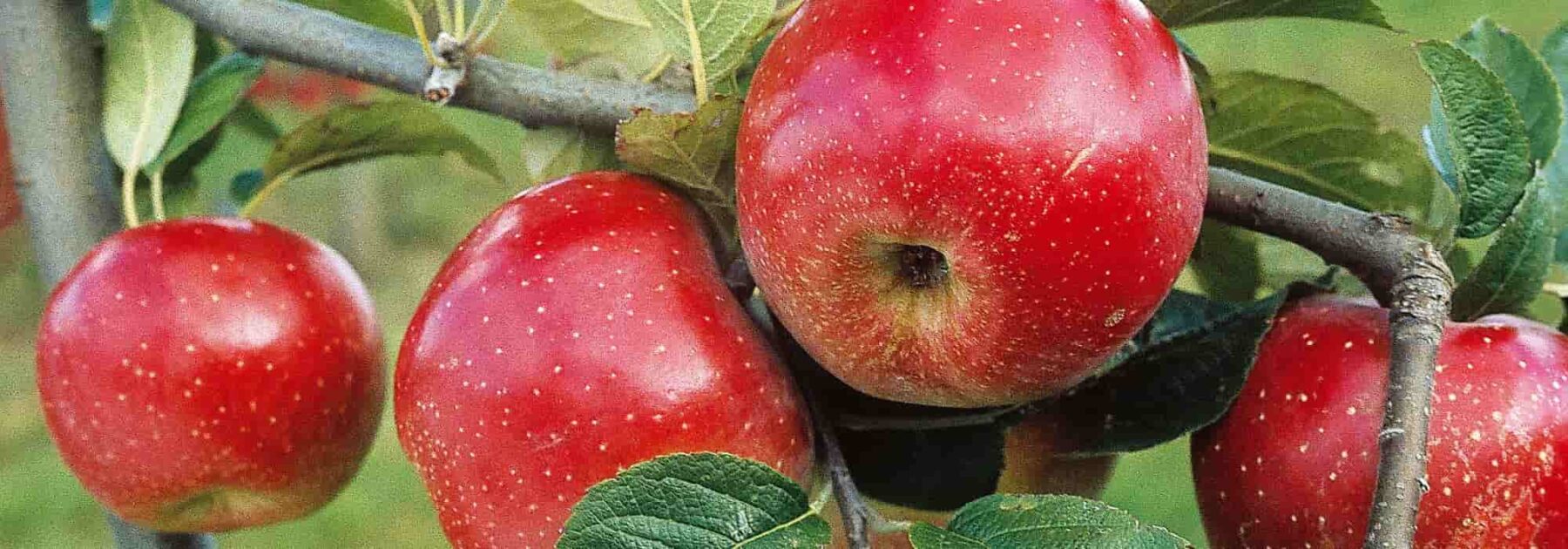 Pomme Braeburn : Culture, Récolte, Conservation