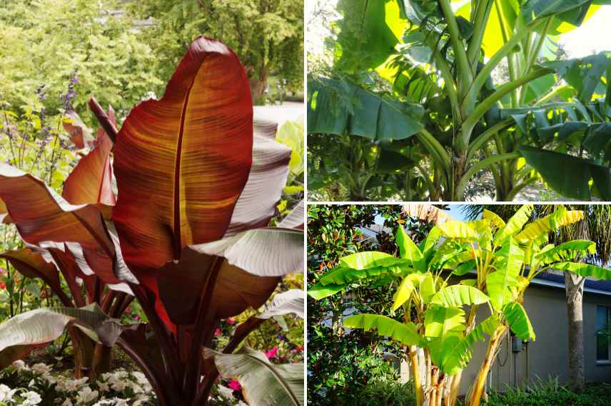 Bananier plantation en pleine terre, bananier varietes pour pleine terre
