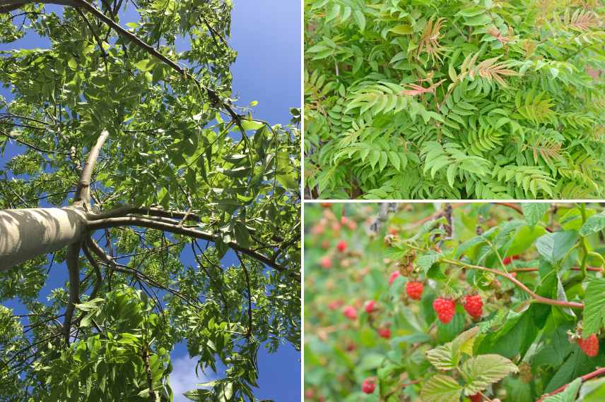 Plantes à racines tracantes, vegetaux racines tracantes, racines traçantes