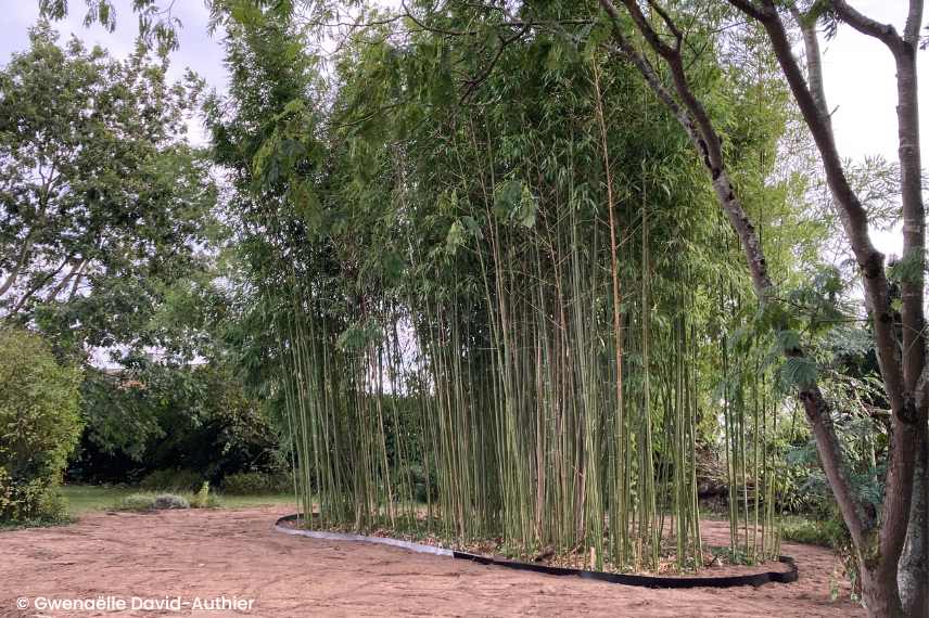 Plantes à racines tracantes, vegetaux racines tracantes, racines traçantes