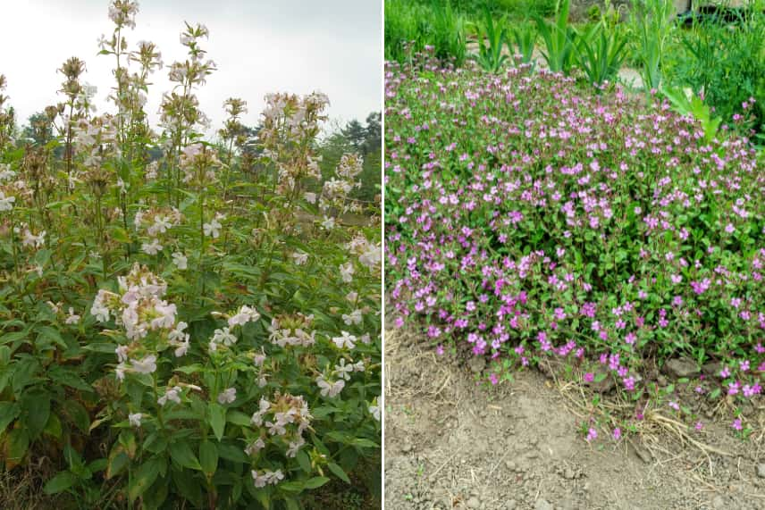 La fleur d'oranger – Hippocrate en son jardin