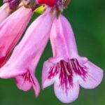 5 penstemons à fleurs roses