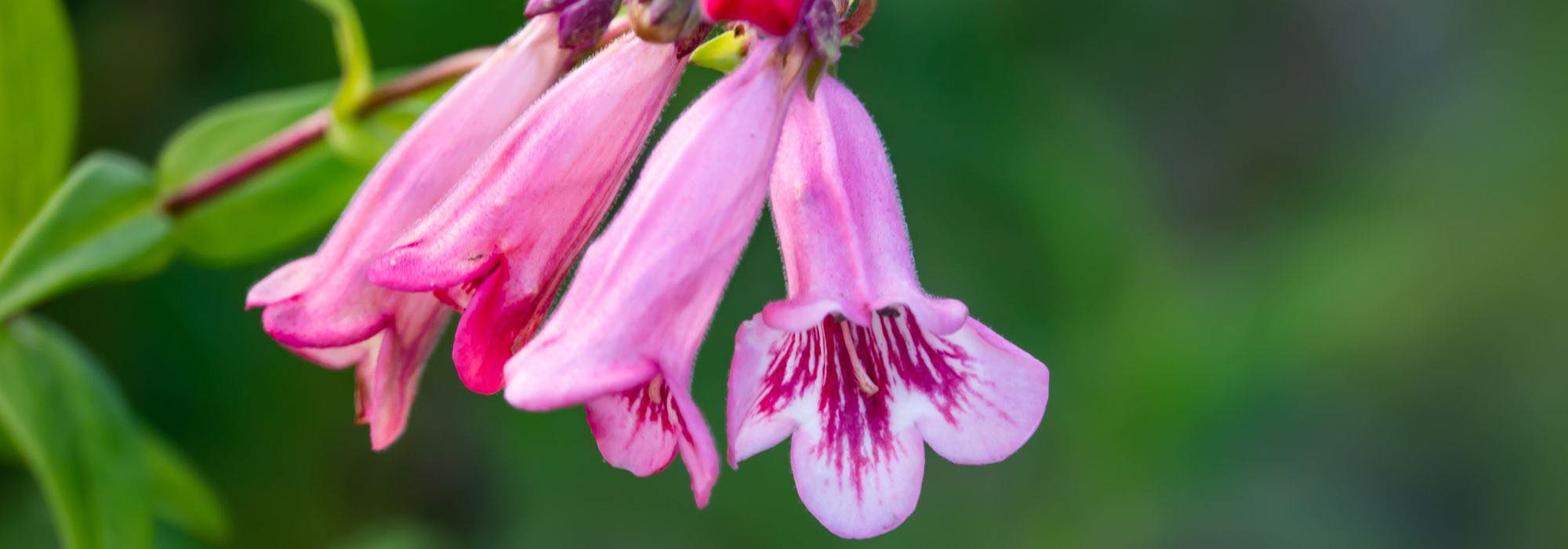 5 penstemons à fleurs roses