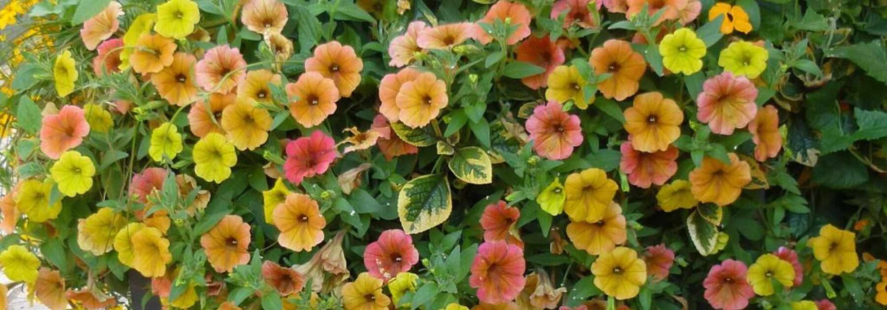 7 surfinias et pétunias pour fleurir la terrasse ou le jardin