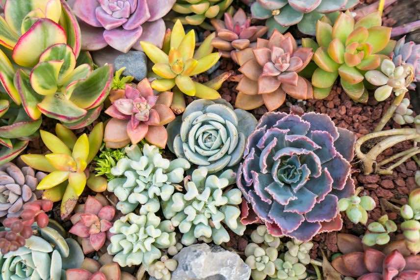 succulentes