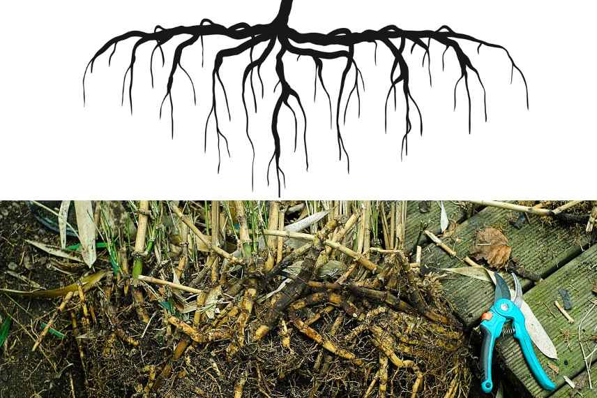 Plantes à racines tracantes, vegetaux racines tracantes, racines traçantes