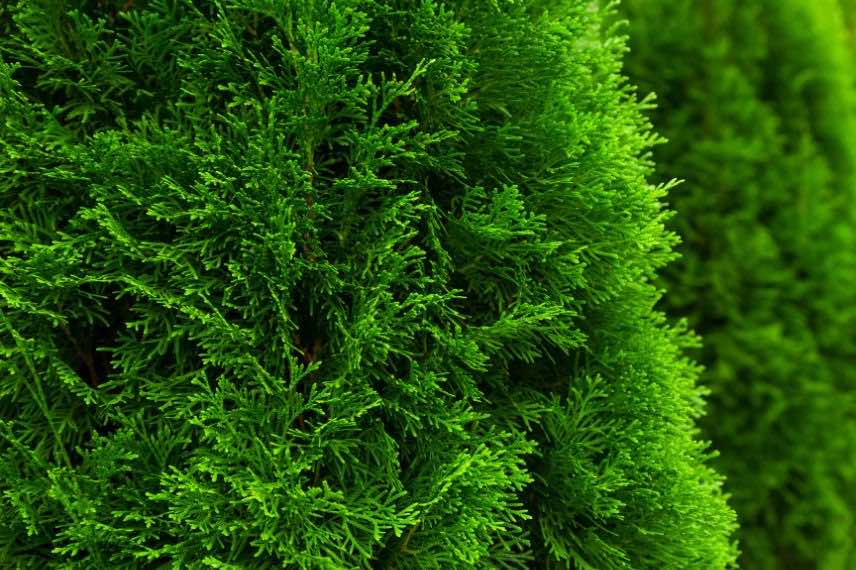 thuja