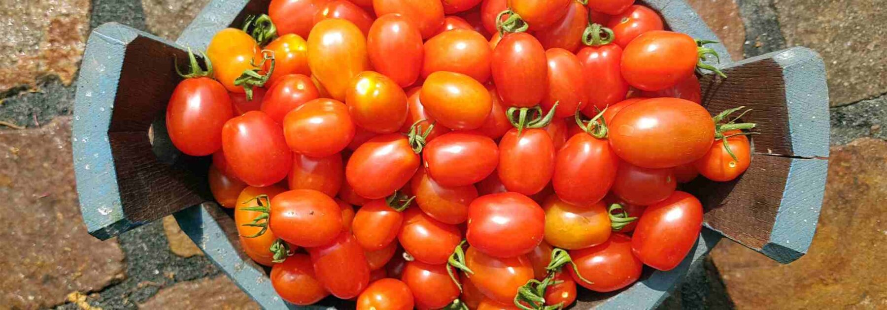 Tomates F1: c'est quoi en fait ?