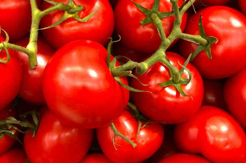 definition tomate F1, Tomates F1 caracteristiques, Tomates F1 explication, Tomates hybrides c est quoi, Tomates F1 c est quoi, que veut dire Tomate F1