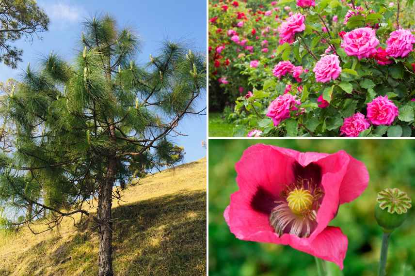 plantes a racines pivotantes, systeme racinaire pivotant, quelles plantes racine pivot