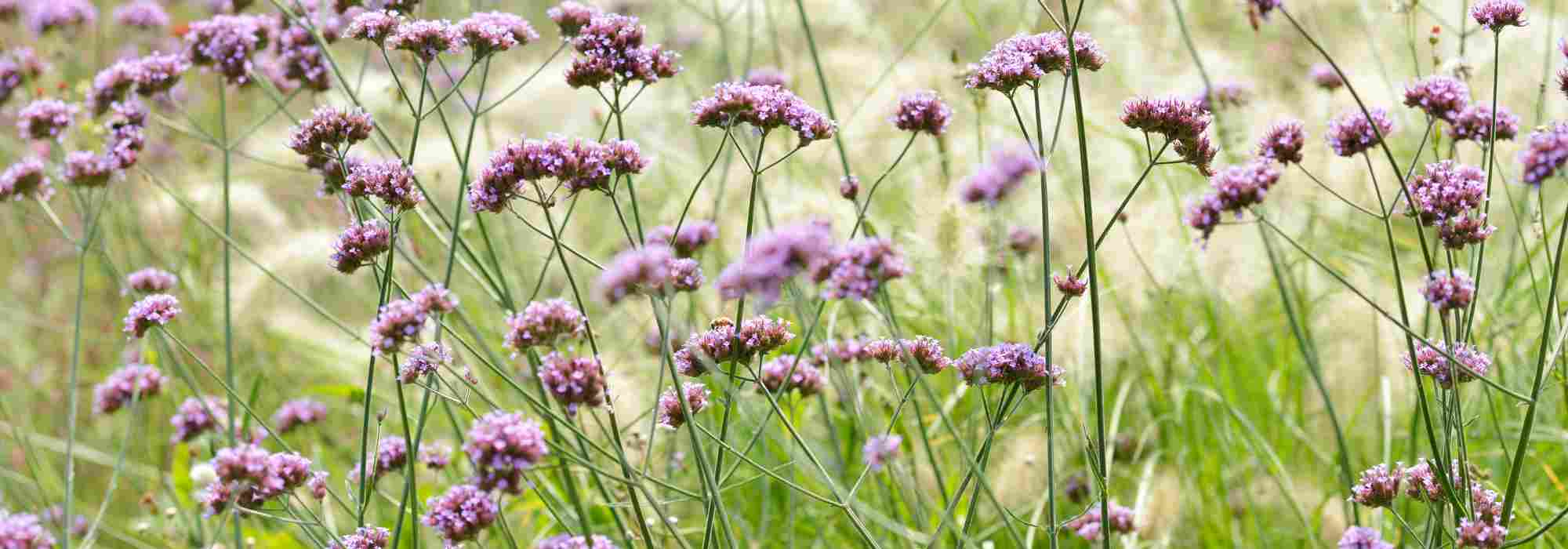 7 vivaces de soleil à longue floraison