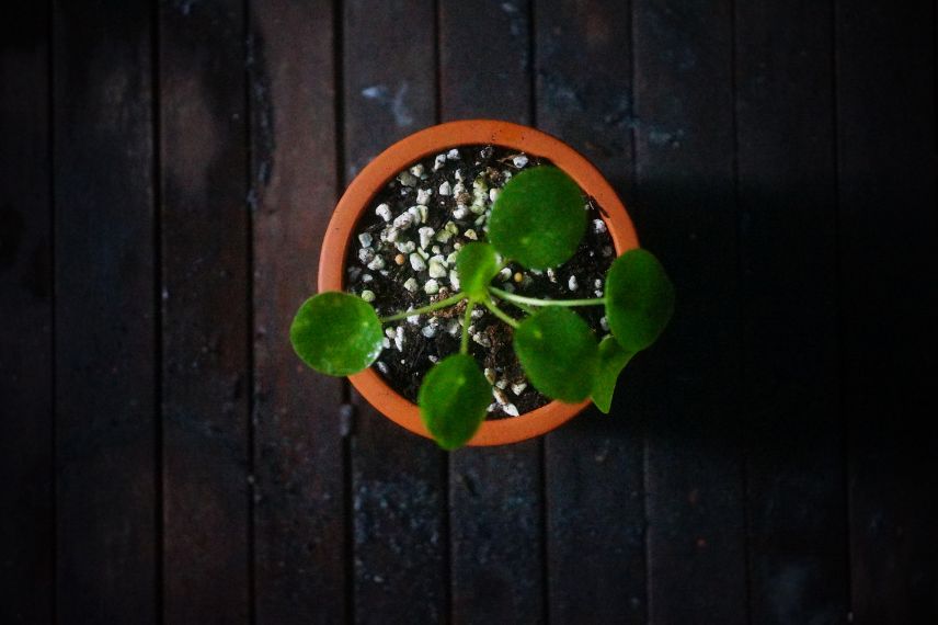 plante à monnaie chinoise