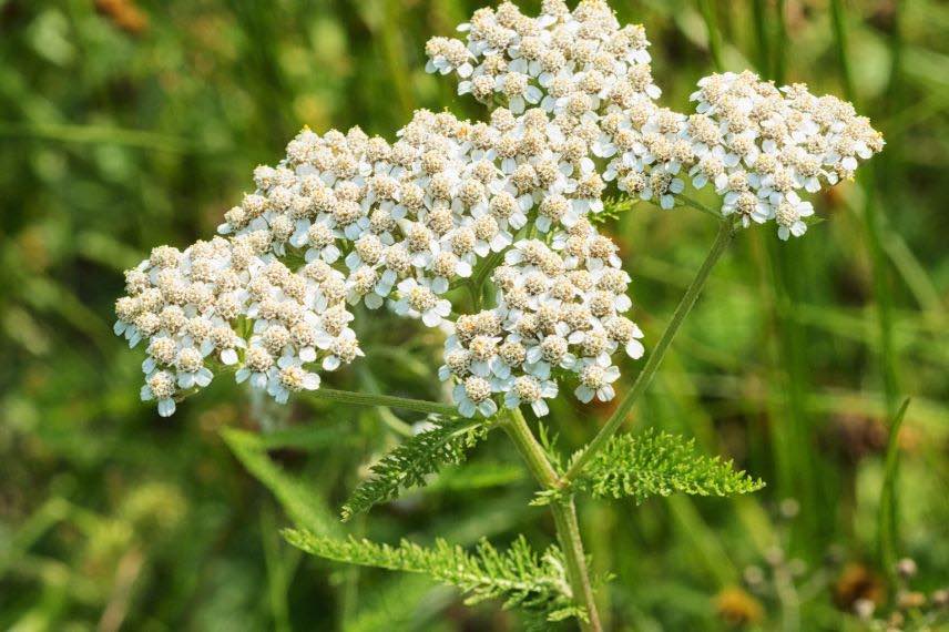 Achillea millefolium