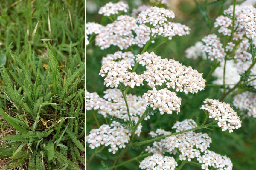 Achillea millefolium plantes sauvages comestibles