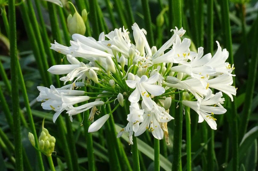 Agapanthe Pitchoune White