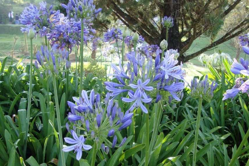 agapanthe umbellatus