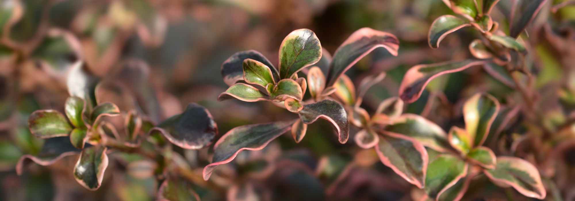 7 arbustes persistants à feuillage coloré