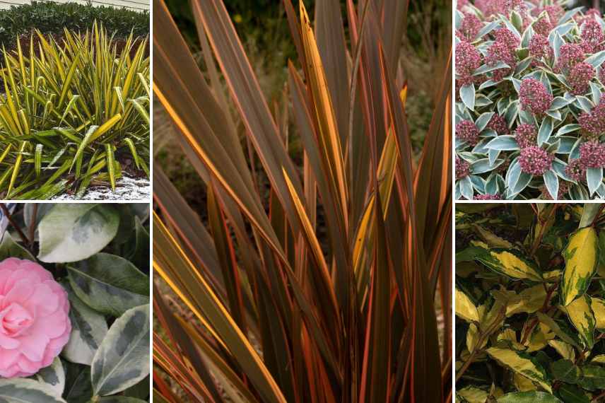 Arbustes persistants a feuillage colore, arbustes feuilles persistantes et colorees, arbustes persistant couleur dore jaune panache pourpre