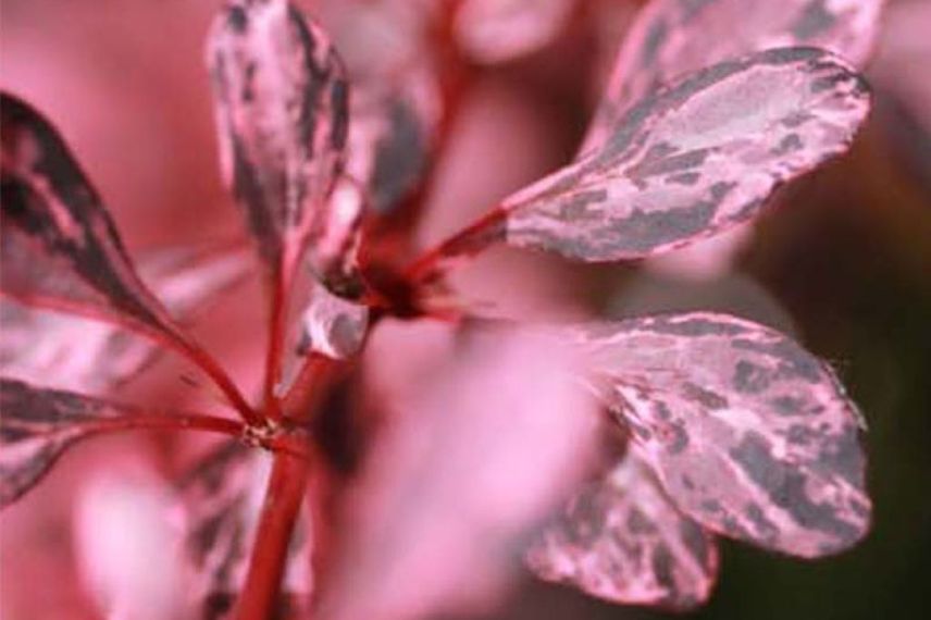 arbustes à feuillage rose