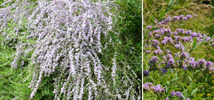 plantes parfaites pour jardin intime, vegetaux jardin intimiste apaisant relaxant, quelles plantes pour jardin intime abri des regards secret