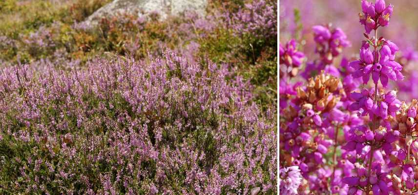 bruyere d ete, bruyere fleurissant en ete, meilleures plus belles varietes de bruyeres floraison estivale