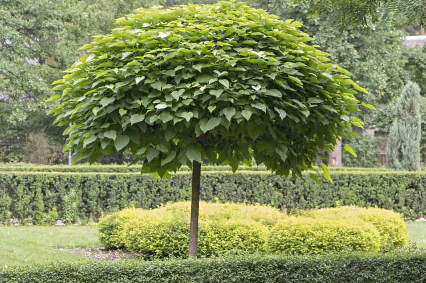 Catalpa bignonioides Nana pour ombrer la terrasse