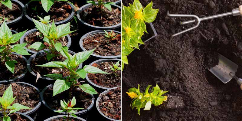 La plantation en pleine terre de jeunes plants de Célosie issus d'un semis