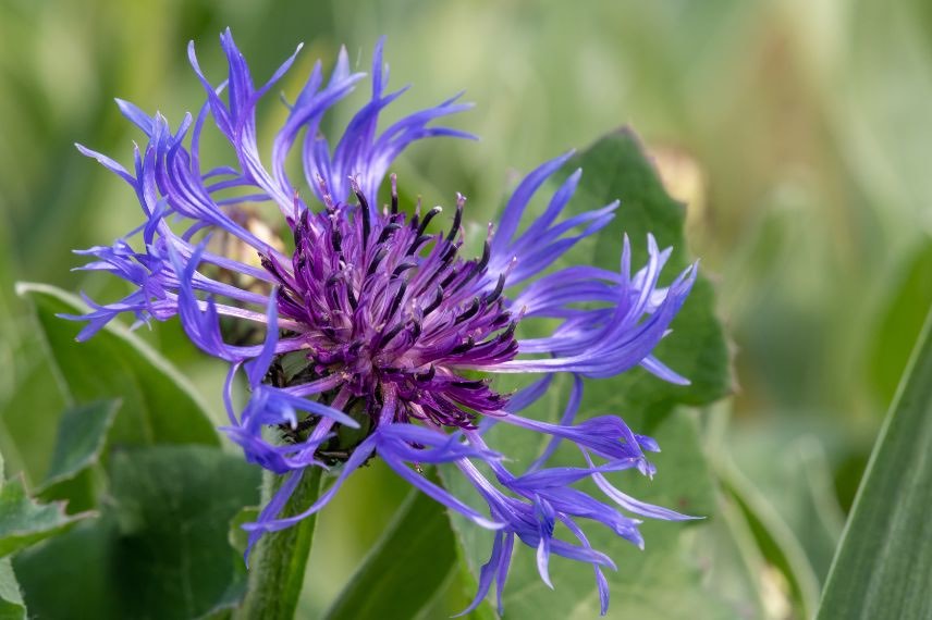 Centaurea montana