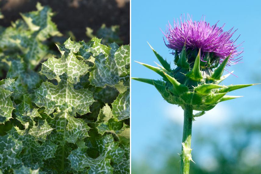 Silybum marianum plantes sauvages comestibles