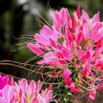 5 Cléomes à fleurs roses qu'il faut avoir dans son jardin