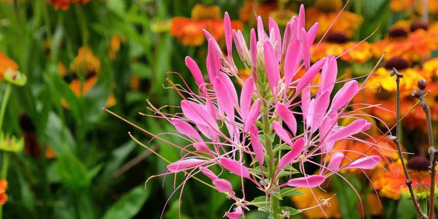 Cleomes à fleurs roses : les plus belles variétés