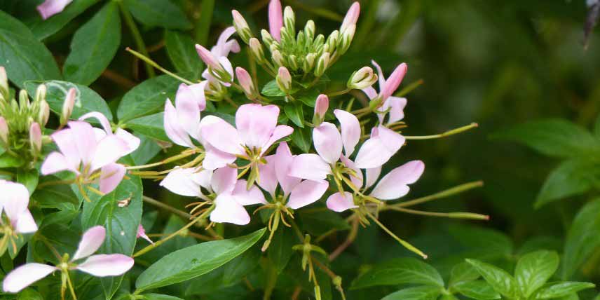 Cleomes à fleurs roses : les plus belles variétés