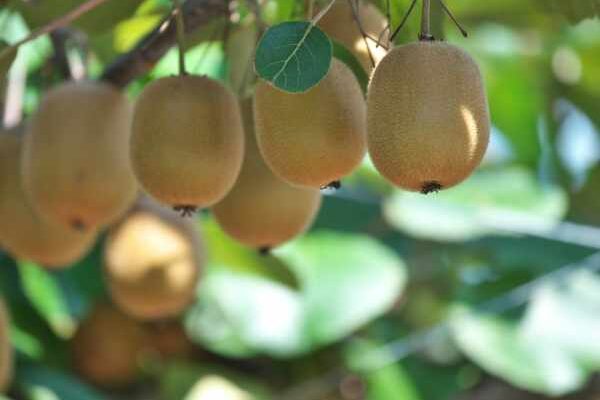 Comment bouturer un kiwi ? : nos conseils pour réussir