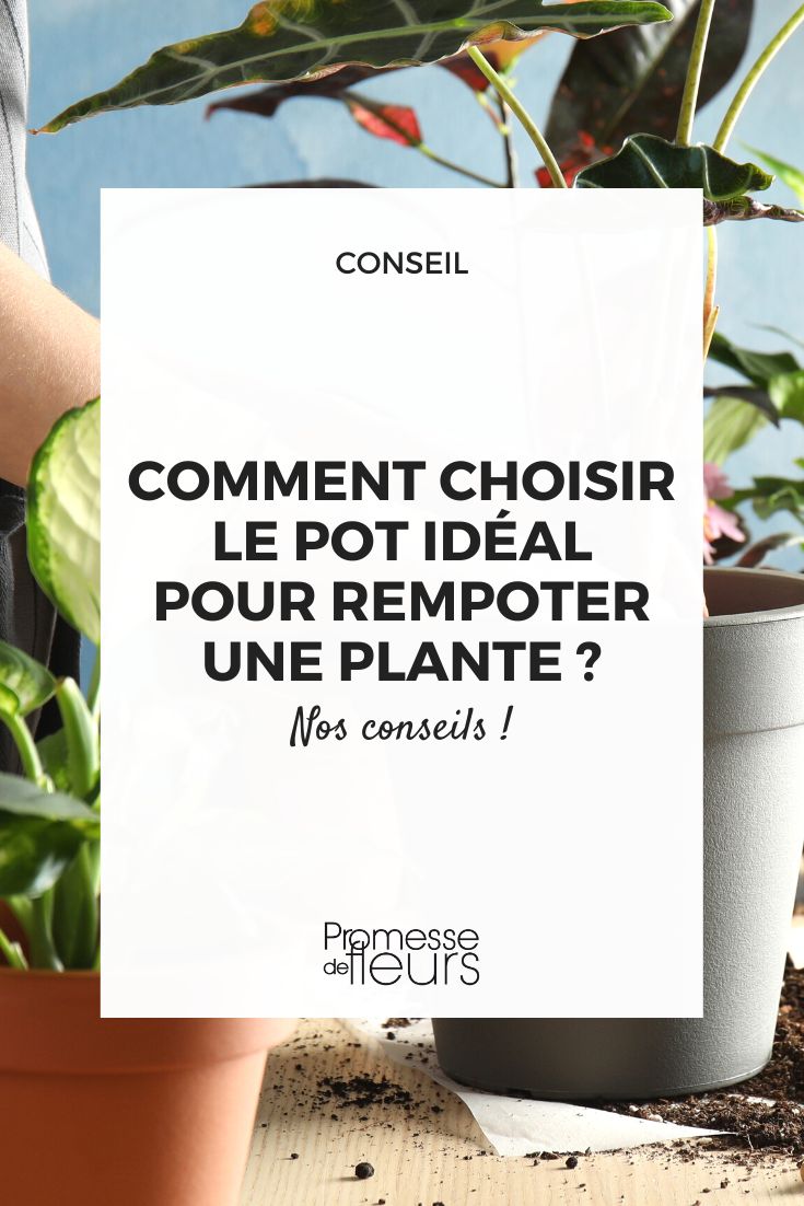 Comment choisir le pot idéal pour rempoter une plante