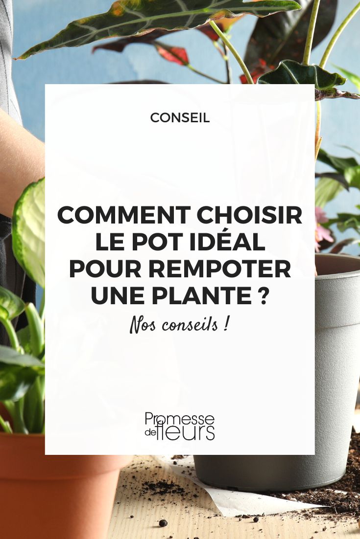 Le rempotage des plantes d'intérieur : quel pot choisir