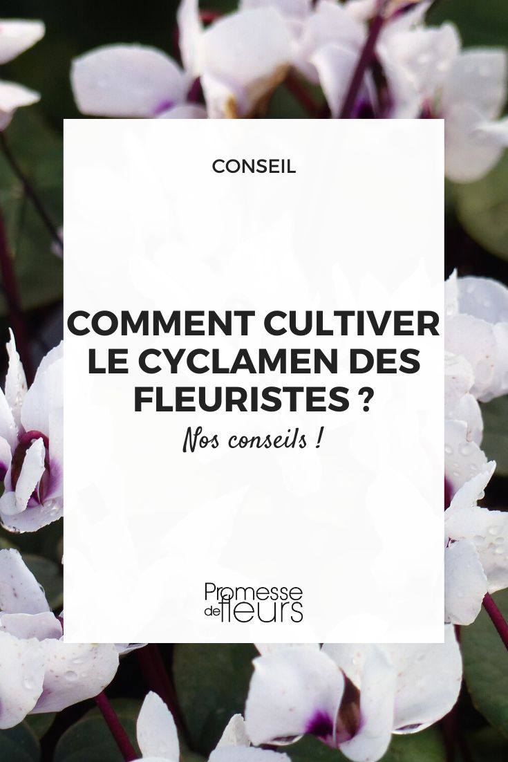 Bambou en pot : comment cultiver en 5 points - Promesse de Fleurs