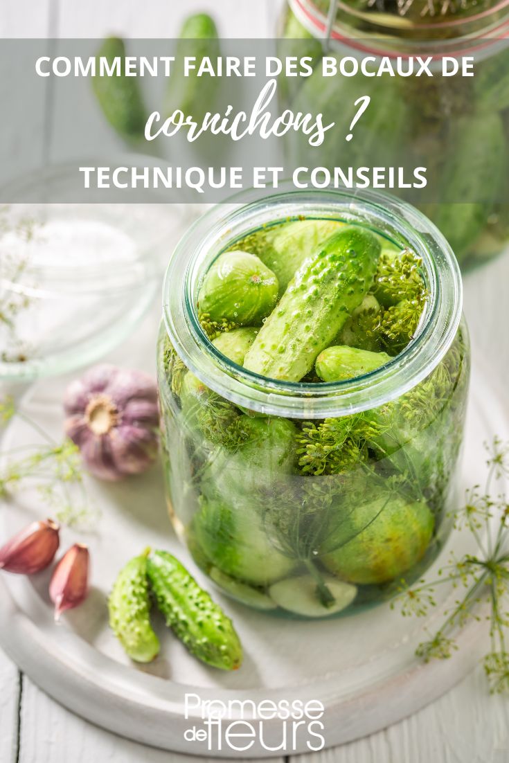 Comment faire des graines de courges maison ? - Blog Promesse de fleurs