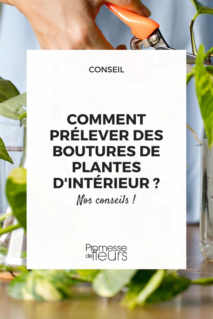 Comment drainer le sol en plantation ? Sauvez vos plantes