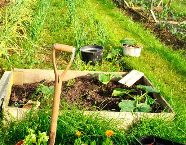 Comment rater votre potager en 5 leçons ?