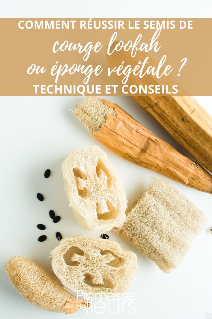 Comment réussir le semis de courge loofah ou éponge végétale ?