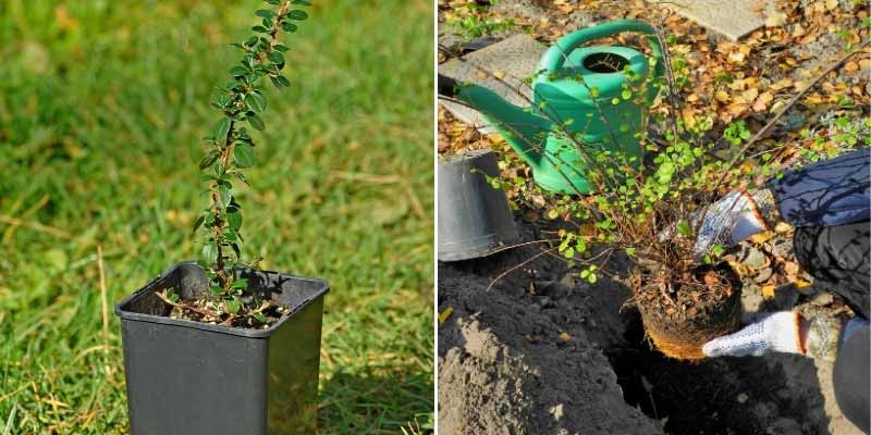 Comment bouturer le Cotoneaster