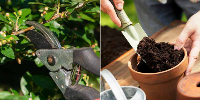 Comment bouturer le Cotoneaster