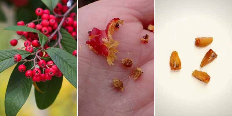 Les fruits et graines du Cotoneaster