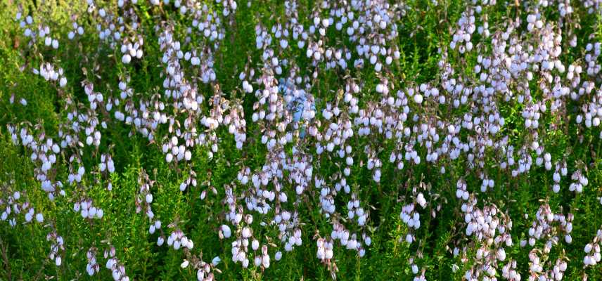 bruyere d ete, bruyere fleurissant en ete, meilleures plus belles varietes de bruyeres floraison estivale