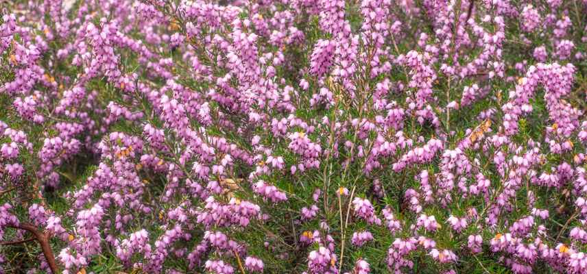 bruyere d ete, bruyere fleurissant en ete, meilleures plus belles varietes de bruyeres floraison estivale