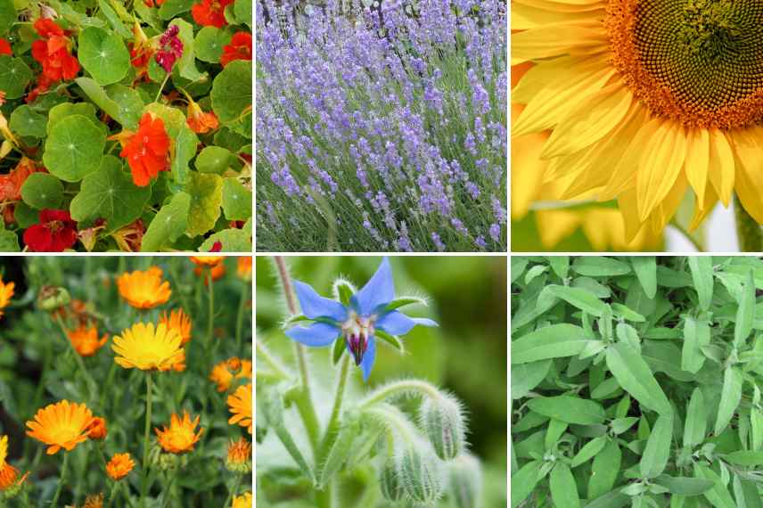 fleurs dans potager permacole, permaculture et fleurs, quelles fleurs potager en permaculture