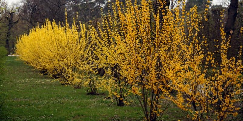 Forsythia