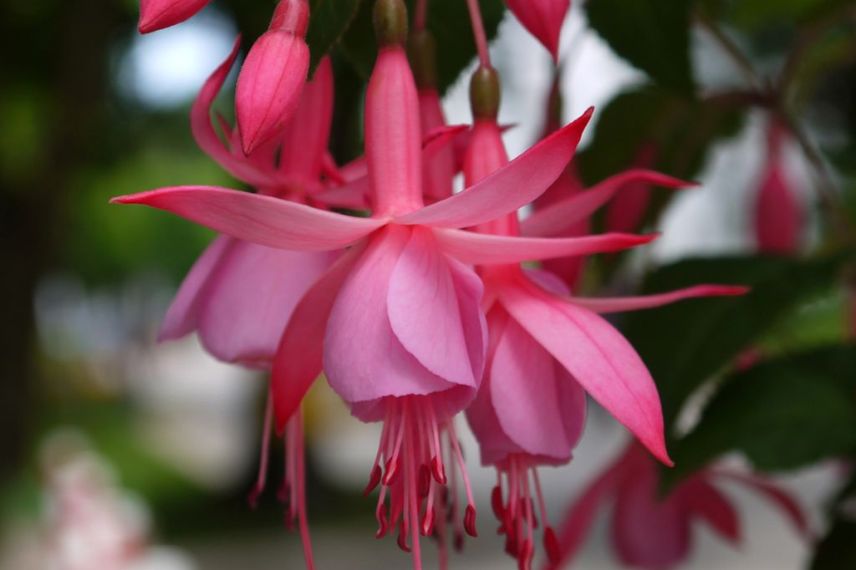 Fuchsias à cultiver en pot : 'Beacon Rosa'