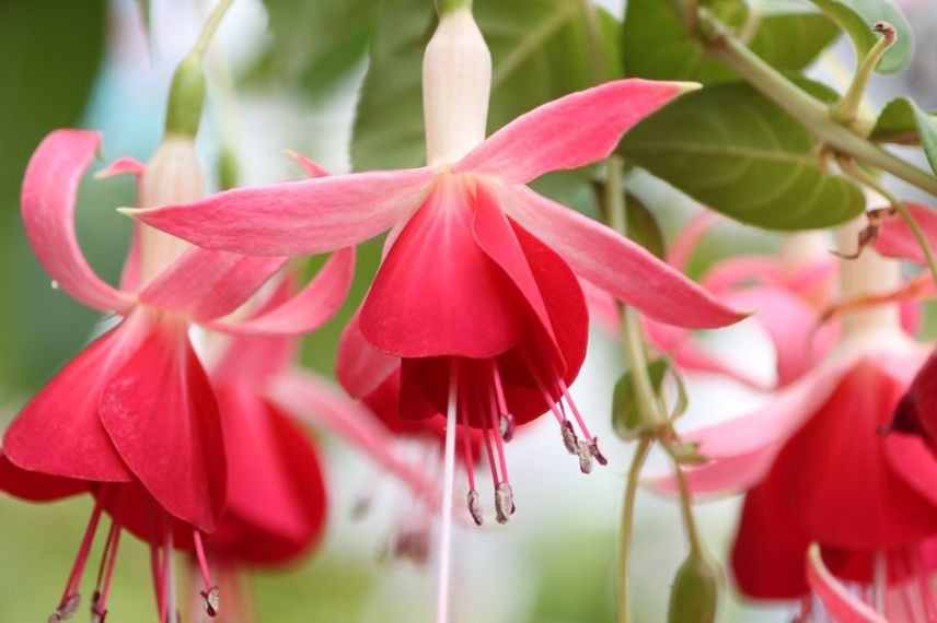 Fuchsias à cultiver en pot : Celia Smedley