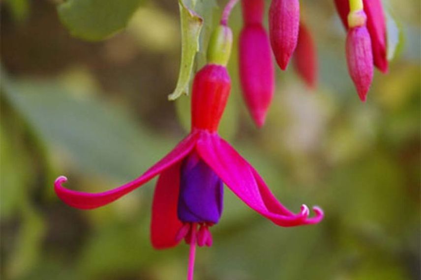 Fuchsias à cultiver en pot : Fuchsia magellanica 'Genii'